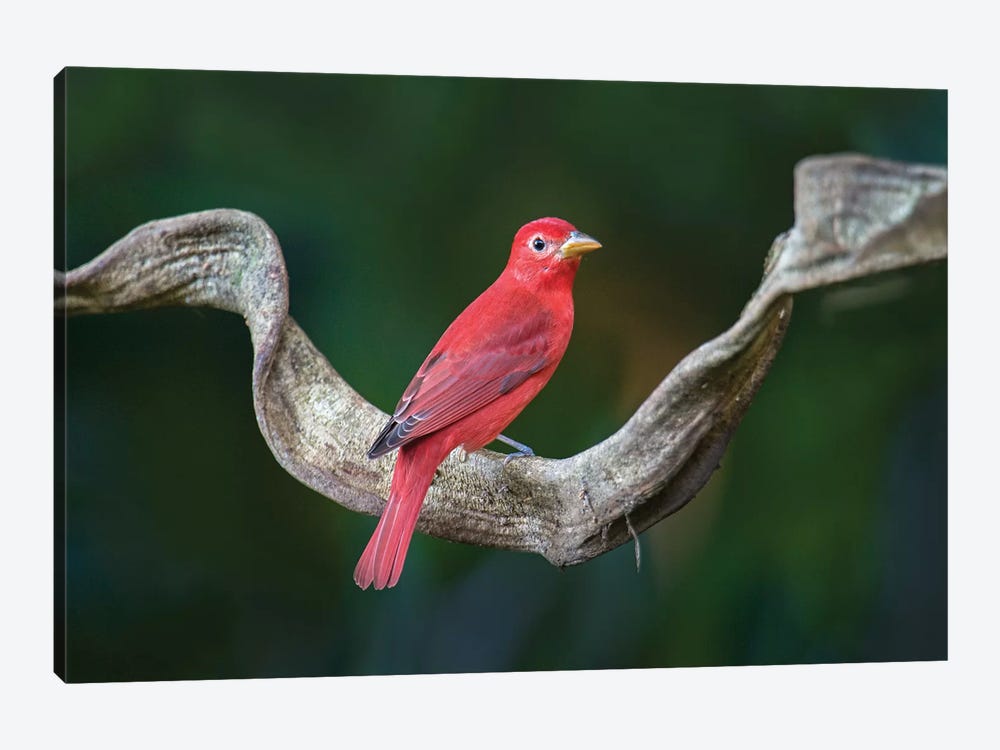 Summer Tanager, Sarapiqui, Heredia Province, Costa Rica by Panoramic Images 1-piece Art Print
