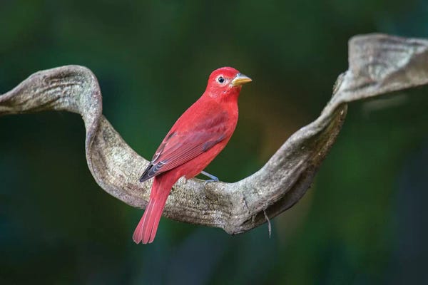 Central America: Summer Tanager, Sarapiqui, Heredia Province, Costa Rica by Panoramic Images