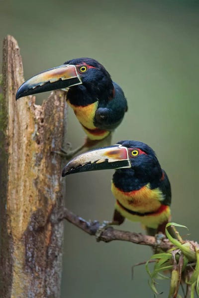 Central America: Collared Aracaris, Sarapiqui, Heredia Province, Costa Rica by Panoramic Images
