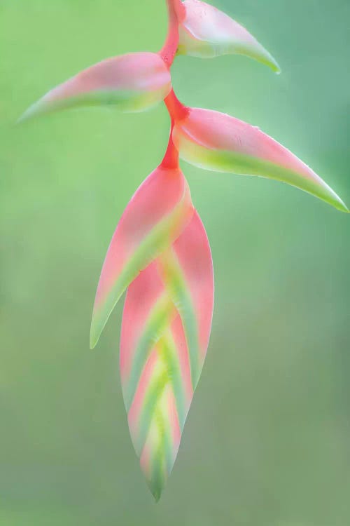 Heliconia Flower, Sarapiqui, Heredia Province, Costa Rica by Panoramic Images wall art