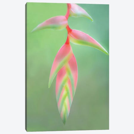 Heliconia Flower, Sarapiqui, Heredia Province, Costa Rica Canvas Print #PIM13918} by Panoramic Images Canvas Art