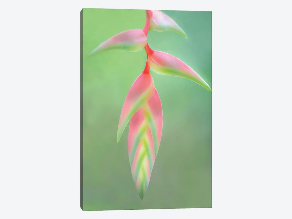 Heliconia Flower, Sarapiqui, Heredia Province, Costa Rica by Panoramic Images 1-piece Canvas Art Print
