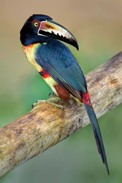 Collared Aracari I, Sarapiqui, Heredia Province, Costa Rica