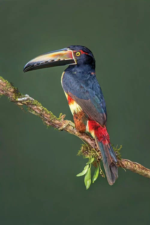 Collared Aracari II, Sarapiqui, Heredia Province, Costa Rica