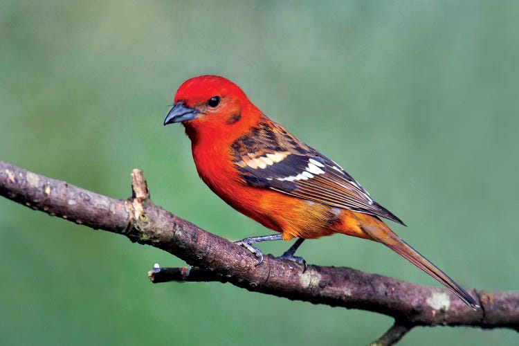 Flame-Colored Tanager I, Savegre, Puntarenas Province, Costa Rica