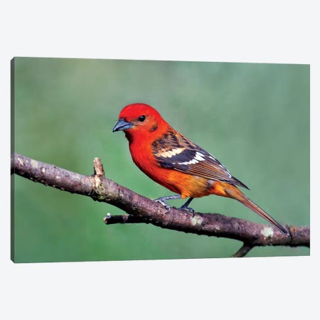Flame-Colored Tanager I, Savegre, Puntarenas Province, Costa Rica Canvas Print #PIM13921} by Panoramic Images Art Print