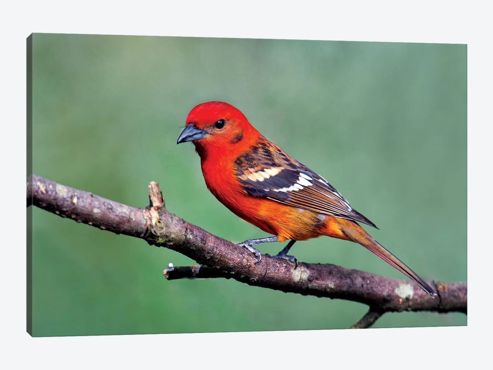 Flame-Colored Tanager I, Savegre, Puntarenas Province, Costa Rica by Panoramic Images 1-piece Canvas Art Print