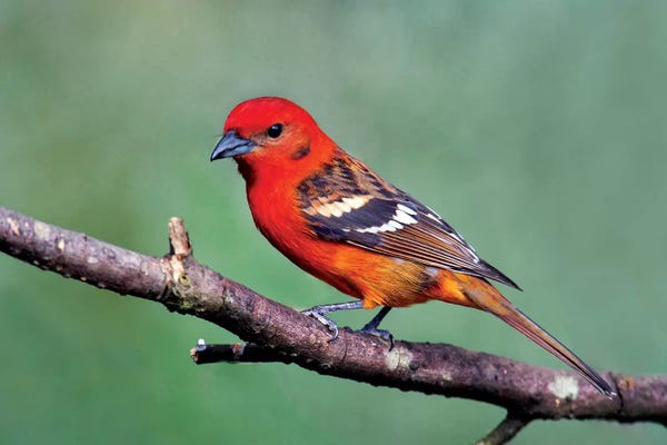 Central America: Flame-Colored Tanager I, Savegre, Puntarenas Province, Costa Rica by Panoramic Images