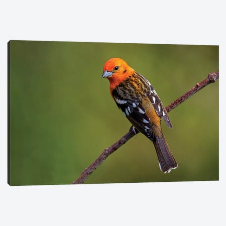 Flame-Colored Tanager II, Savegre, Puntarenas Province, Costa Rica Canvas Print #PIM13922} by Panoramic Images Canvas Print