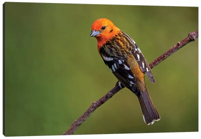 Flame-Colored Tanager II, Savegre, Puntarenas Province, Costa Rica Canvas Art Print - Central America