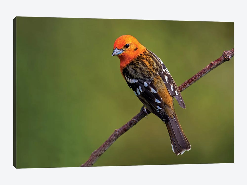 Flame-Colored Tanager II, Savegre, Puntarenas Province, Costa Rica by Panoramic Images 1-piece Canvas Artwork