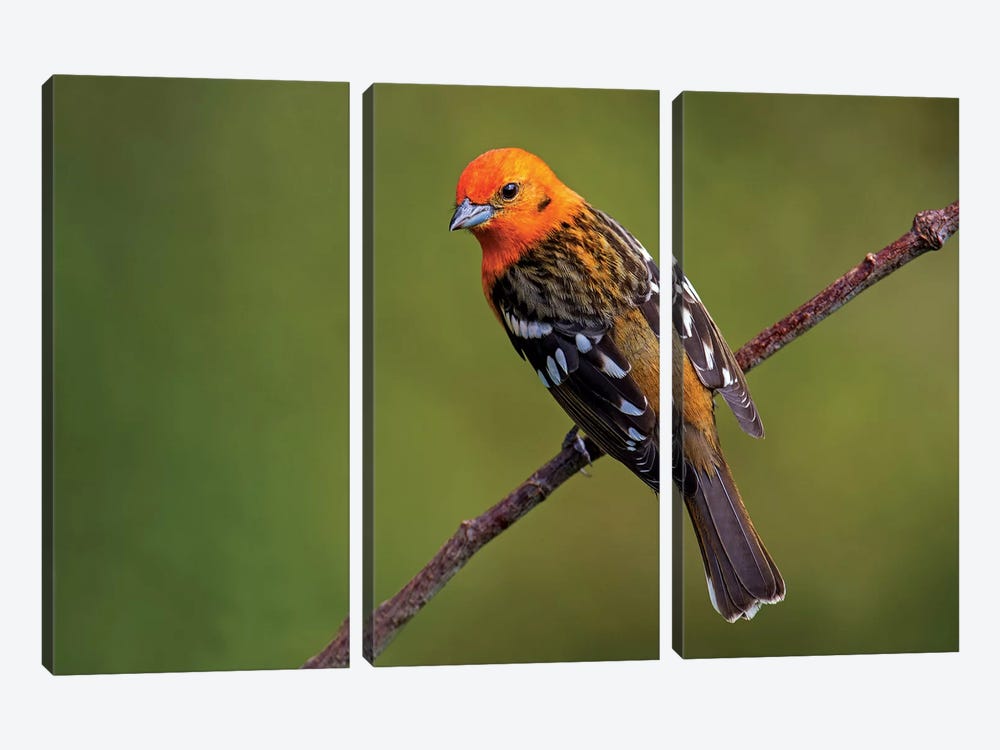Flame-Colored Tanager II, Savegre, Puntarenas Province, Costa Rica by Panoramic Images 3-piece Canvas Art