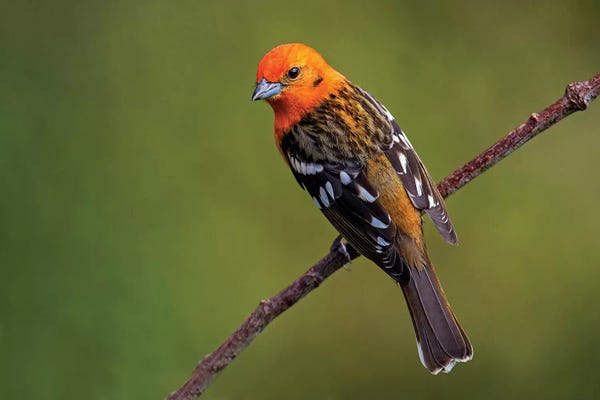 Greenery Décor: Flame-Colored Tanager II, Savegre, Puntarenas Province, Costa Rica by Panoramic Images