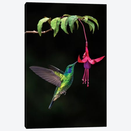 Green Violetear, Savegre, Puntarenas Province, Costa Rica Canvas Print #PIM13923} by Panoramic Images Canvas Art Print