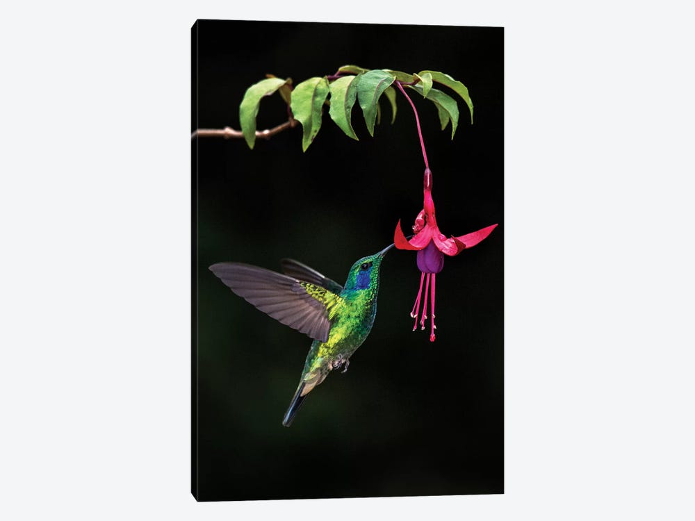 Green Violetear, Savegre, Puntarenas Province, Costa Rica by Panoramic Images 1-piece Canvas Print