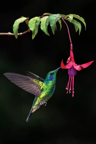 Central America: Green Violetear, Savegre, Puntarenas Province, Costa Rica by Panoramic Images