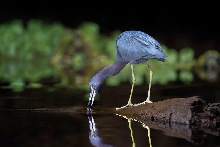 Little Blue Heron, Tortuguero, Limon Province, Costa Rica