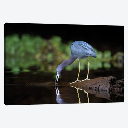 Little Blue Heron, Tortuguero, Limon Province, Costa Rica Canvas Print #PIM13924} by Panoramic Images Canvas Art