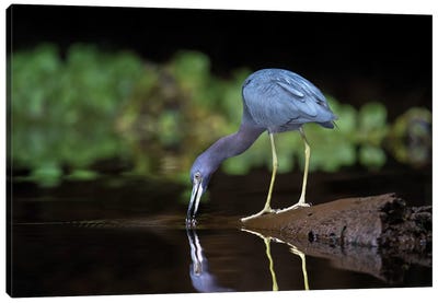 Little Blue Heron, Tortuguero, Limon Province, Costa Rica Canvas Art Print - Heron Art