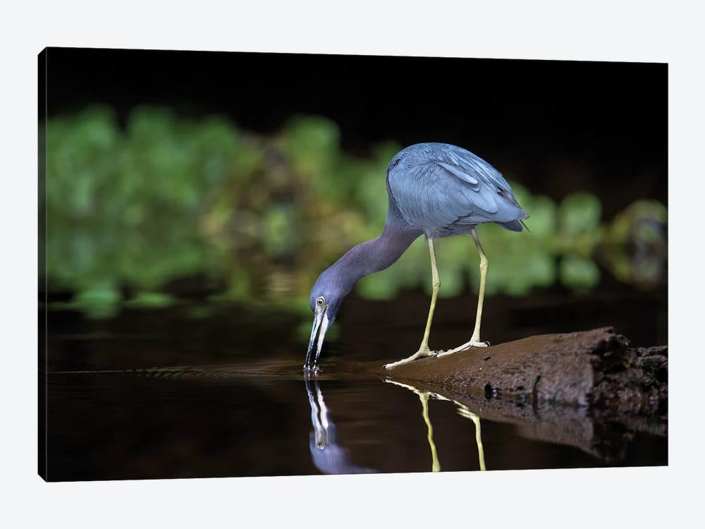 Little Blue Heron, Tortuguero, Limon Province, Costa Rica by Panoramic Images 1-piece Canvas Artwork