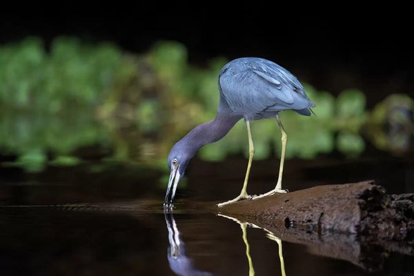 Central America: Little Blue Heron, Tortuguero, Limon Province, Costa Rica by Panoramic Images