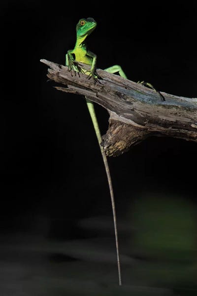 Plumed Basilisk, Tortuguero, Limon Province, Costa Rica by Panoramic Images canvas print