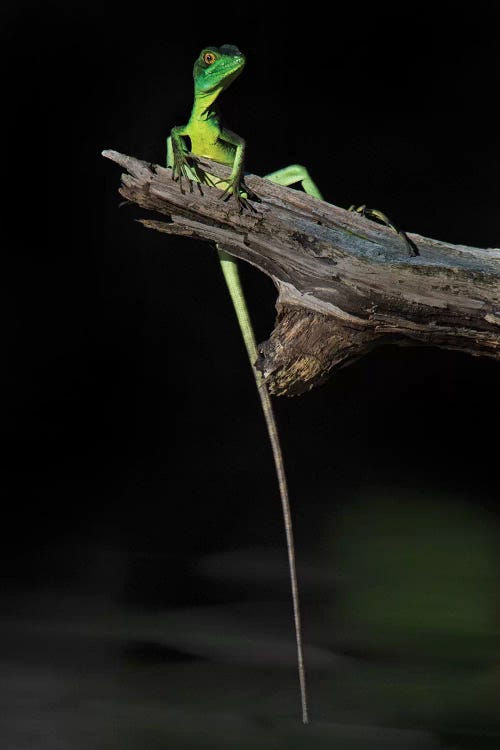 Plumed Basilisk, Tortuguero, Limon Province, Costa Rica