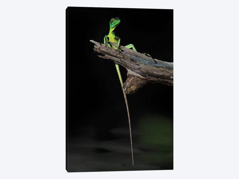 Plumed Basilisk, Tortuguero, Limon Province, Costa Rica by Panoramic Images 1-piece Canvas Art Print