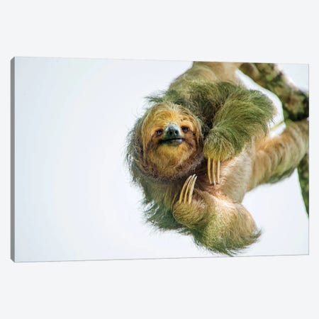 Three-Toed Sloth, Sarapiqui, Heredia Province, Costa Rica Canvas Print #PIM13926} by Panoramic Images Canvas Artwork