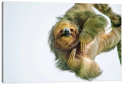 Three-Toed Sloth, Sarapiqui, Heredia Province, Costa Rica Canvas Art Print - Costa Rica