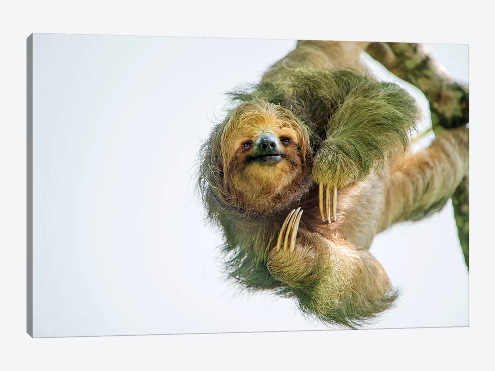 Three-Toed Sloth, Sarapiqui, Heredia Province, Costa Rica by Panoramic Images 1-piece Canvas Artwork