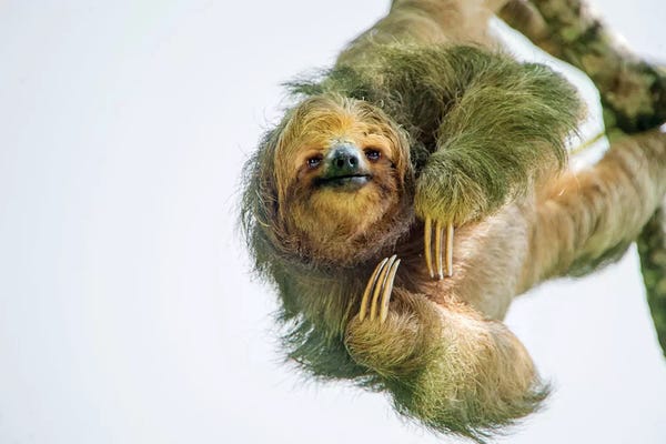 Sloths: Three-Toed Sloth, Sarapiqui, Heredia Province, Costa Rica by Panoramic Images