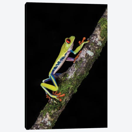 Red-Eyed Tree Frog, Sarapiqui, Heredia Province, Costa Rica Canvas Print #PIM13927} by Panoramic Images Canvas Artwork