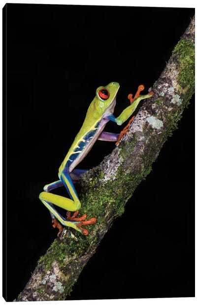 Red-Eyed Tree Frog, Sarapiqui, Heredia Province, Costa Rica Canvas Art Print - Central America