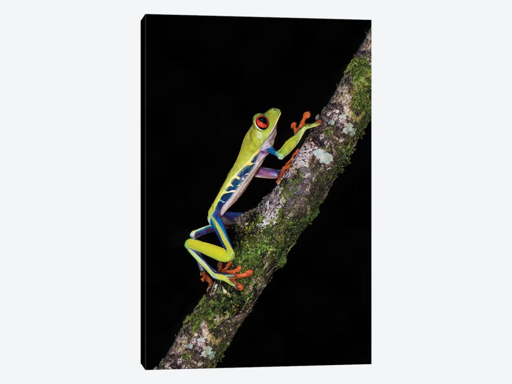 Red-Eyed Tree Frog, Sarapiqui, Heredia Province, Costa Rica by Panoramic Images 1-piece Canvas Print
