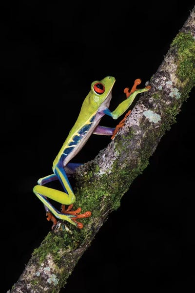 Central America: Red-Eyed Tree Frog, Sarapiqui, Heredia Province, Costa Rica by Panoramic Images
