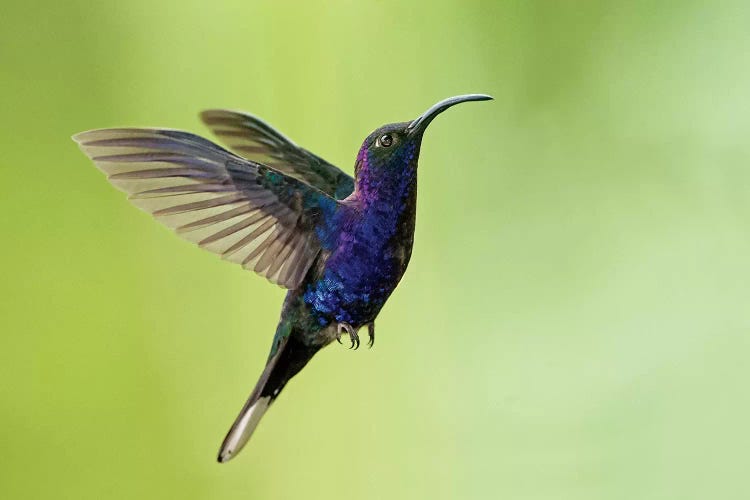 Violet Sabrewing, Savegre, Puntarenas Province, Costa Rica