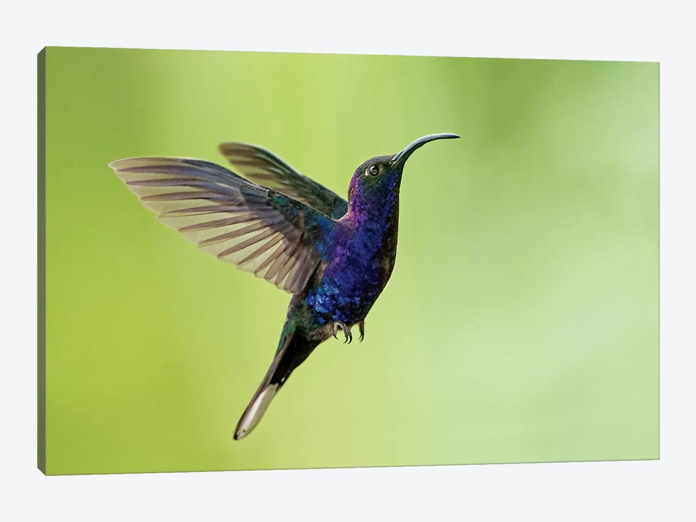 Violet Sabrewing, Savegre, Puntarenas Province, Costa Rica by Panoramic Images 1-piece Canvas Artwork