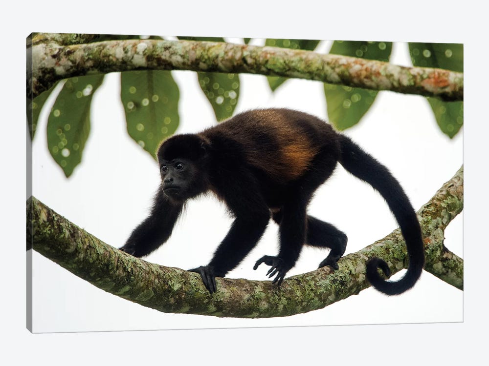 Black Howler Monkey, Sarapiqui, Heredia Province, Costa Rica by Panoramic Images 1-piece Art Print