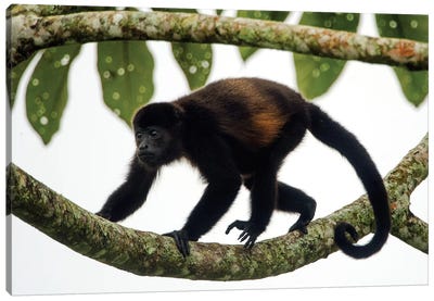 Black Howler Monkey, Sarapiqui, Heredia Province, Costa Rica Canvas Art Print - Central America
