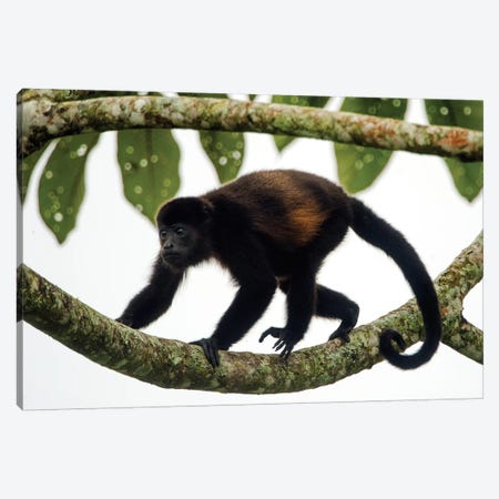 Black Howler Monkey, Sarapiqui, Heredia Province, Costa Rica Canvas Print #PIM13929} by Panoramic Images Art Print