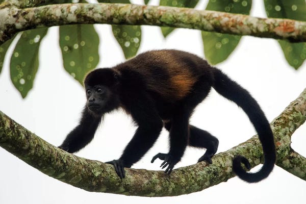Heredia: Black Howler Monkey, Sarapiqui, Heredia Province, Costa Rica by Panoramic Images
