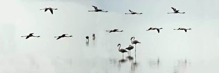 Flamingos, Lake Manyara, Lake Manyara National Park, Tanzania