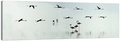 Flamingos, Lake Manyara, Lake Manyara National Park, Tanzania Canvas Art Print - Tanzania