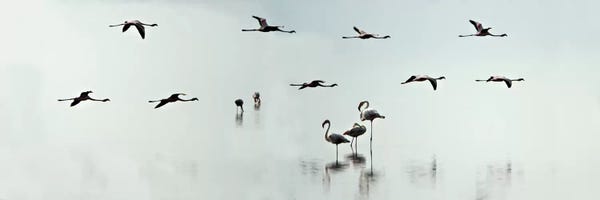 Tanzania: Flamingos, Lake Manyara, Lake Manyara National Park, Tanzania by Panoramic Images