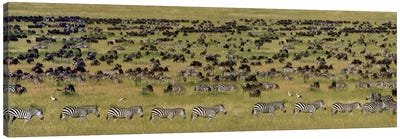 The Great Migration I, Serengeti National Park, Tanzania Canvas Art Print - Tanzania