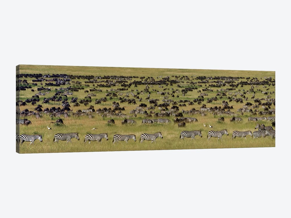 The Great Migration I, Serengeti National Park, Tanzania by Panoramic Images 1-piece Canvas Art