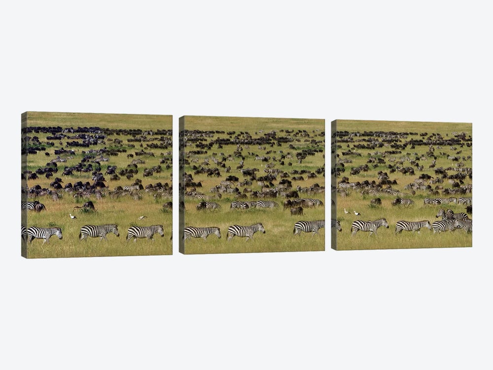 The Great Migration I, Serengeti National Park, Tanzania by Panoramic Images 3-piece Canvas Wall Art