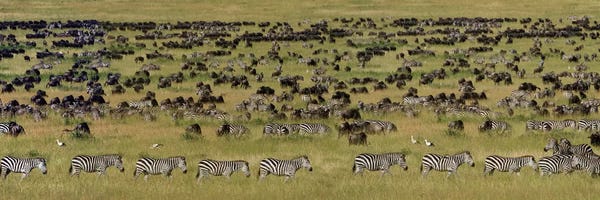 Zebras: The Great Migration I, Serengeti National Park, Tanzania by Panoramic Images