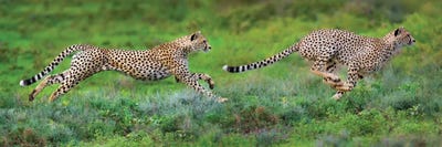 Arusha